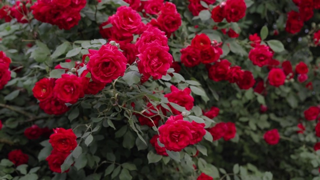 一丛生长着盛开的玫瑰的灌木视频素材