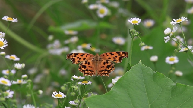 亚洲逗号（Polygonia c-aureum）视频素材