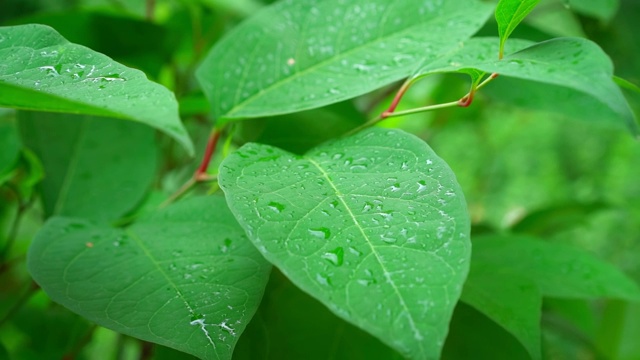 植物的叶子和雨滴视频素材