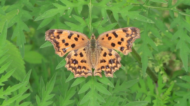 亚洲逗号（Polygonia c-aureum）视频素材