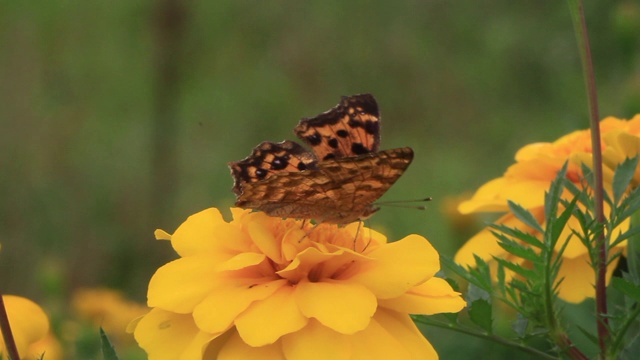 亚洲逗号（Polygonia c-aureum）视频素材