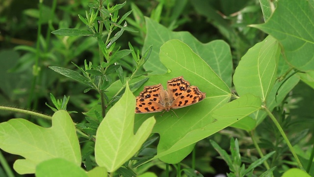 亚洲逗号（Polygonia c-aureum）视频素材