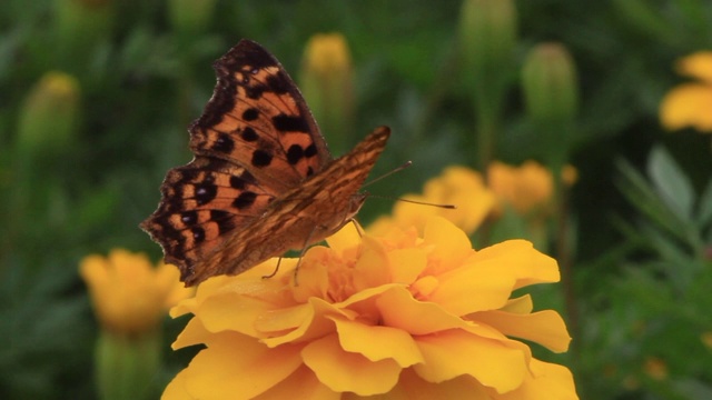 亚洲逗号（Polygonia c-aureum）视频素材