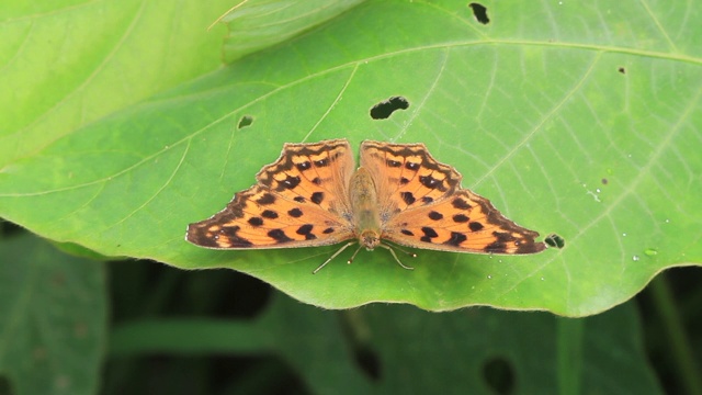 亚洲逗号（Polygonia c-aureum）视频素材