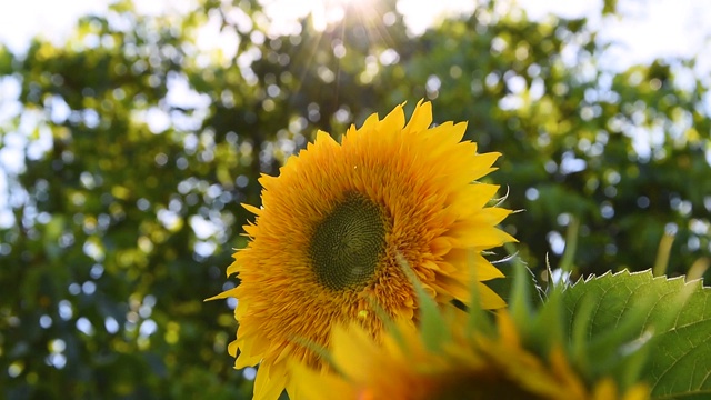 一片黄色的向日葵花映衬在云的背景下。向日葵在风中摇曳。夏日明媚的阳光下，美丽的田野上盛开着向日葵。在田里成熟的庄稼。视频素材