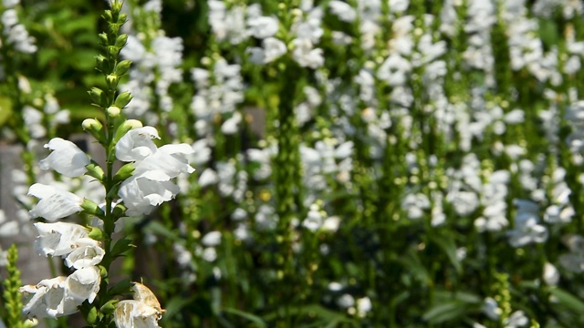 白花田-夏季金鱼草或Angelonia Angustifolia在花园里。选择聚焦镜头视频素材