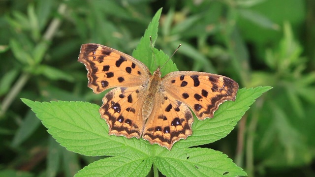 亚洲逗号（Polygonia c-aureum）视频素材