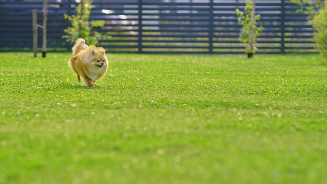 超级可爱的毛茸茸的纯种博美犬跑过夏天的绿色草坪。快乐的小血统狗在后院玩。移动低地面多莉轻微慢动作拍摄视频素材