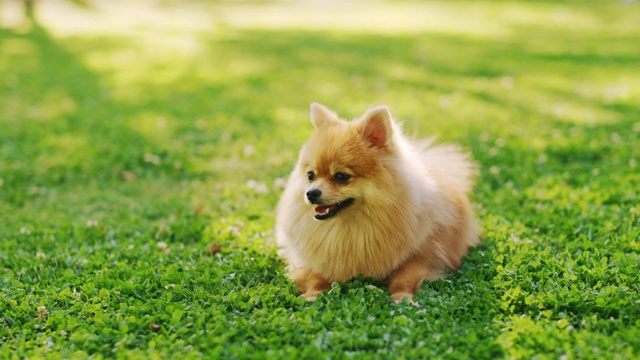 最可爱的小博美犬在草坪上休息，看着摄像机，执行命令坐下。最优质的狗品种标本显示它的聪明，可爱，和毛茸茸的美丽。彩色地面人像拍摄视频素材