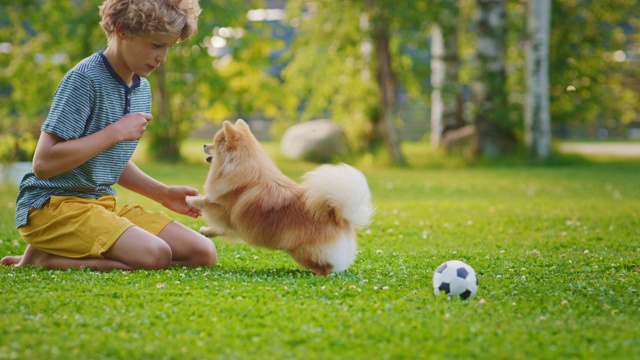 小男孩在后院和可爱的博美犬玩耍。他喂零食和宠物他最好的朋友滑稽毛茸茸的狗。阳光明媚的夏日在郊区的房子庭院。地面视图小车视频素材