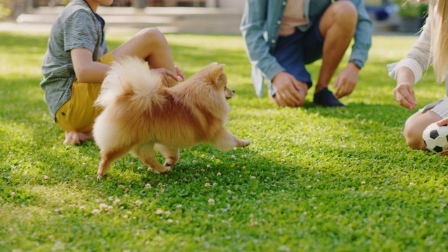 一家四口在后院和可爱的博美犬玩耍。爸爸，妈妈，儿子宠物毛茸茸的聪明小狗，教和训练它的命令。阳光明媚的夏日在田园别墅视频素材