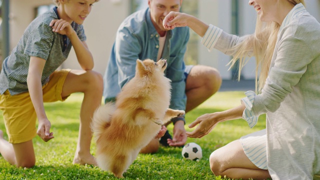 一家四口在后院和可爱的博美犬玩耍。爸爸，妈妈，儿子宠物毛茸茸的聪明小狗，教和训练它的命令。阳光明媚的夏日在田园别墅视频素材