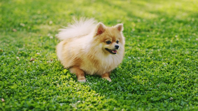 最可爱的纯种博美犬在草坪上休息，看着相机。最优质的狗品种标本显示它的聪明，可爱，和毛茸茸的美丽。彩色升高人像拍摄视频素材