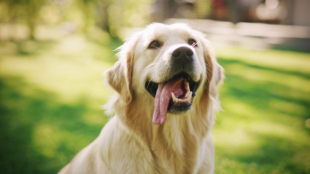 忠诚的金毛猎犬坐在后院的绿色草坪上，看着镜头。顶级品质犬种纯种标本展示了它的聪明，可爱，高贵的美丽。彩色肖像拍摄视频素材