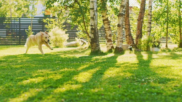 忠诚的金毛猎犬跑过绿色的后院草坪。顶级品质纯种犬品种标本展示了它的聪明，可爱，高贵的美丽。跟随多莉摄影机的慢动作拍摄视频素材