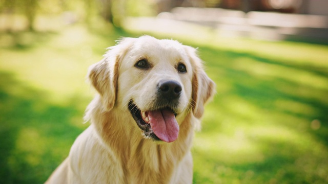 忠诚的金毛猎犬坐在后院的绿色草坪上，看着镜头。顶级品质犬种纯种标本展示了它的聪明，可爱，高贵的美丽。彩色肖像拍摄视频素材