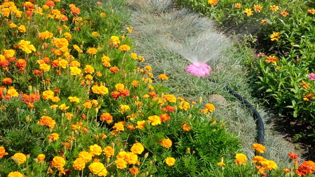 花园喷泉向花坛喷洒视频素材