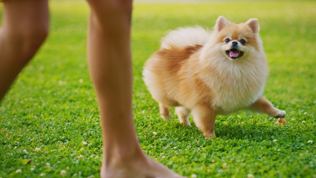 小男孩玩着足球，把它传给可爱的小博美犬，在院子里训练它。阳光男孩和他最好的朋友玩。低地面击球集中在腿，球和狗视频素材