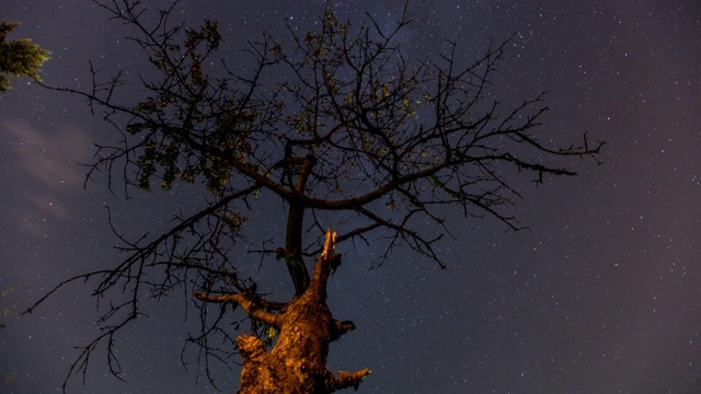 树对着夜空旋转的星星视频素材