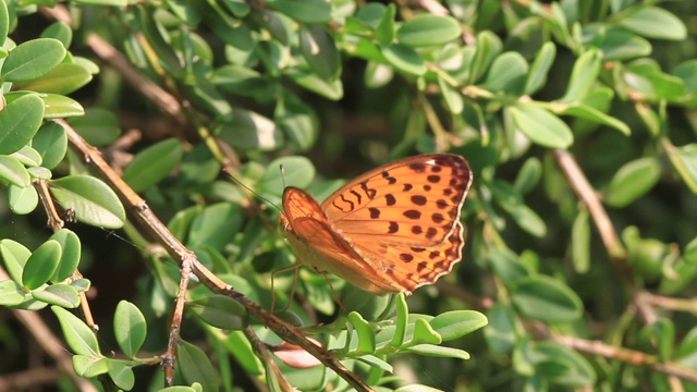 亚洲逗号（Polygonia c-aureum）视频素材