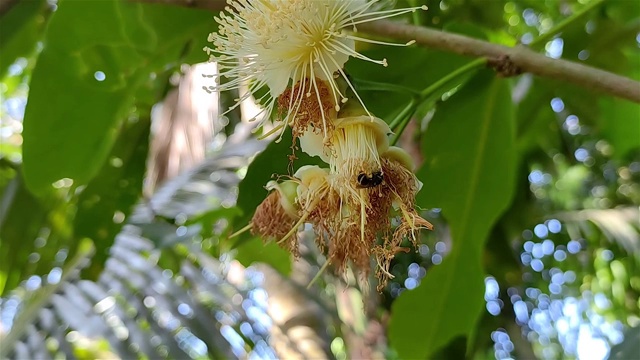 小蜜蜂正在水苹果花上吃蜂蜜。这种水苹果学名是Syzygium aquum。这棵树因其木材和可食用的果实而被栽培。视频素材