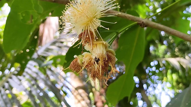 小蜜蜂正在水苹果花上吃蜂蜜。这种水苹果学名是Syzygium aquum。这棵树因其木材和可食用的果实而被栽培。视频素材