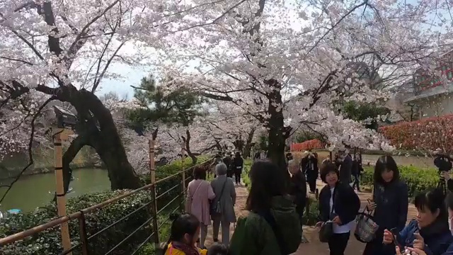 游客和当地人正在东京千鸟渊运河观赏樱花。视频素材