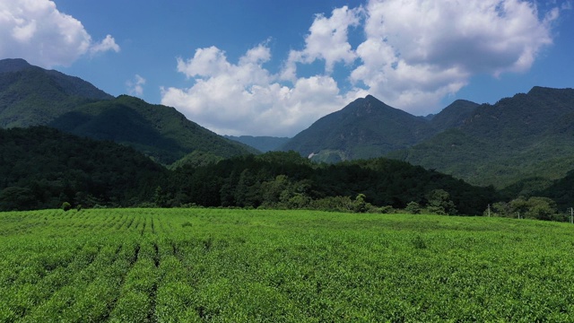 航拍大茶厂视频素材