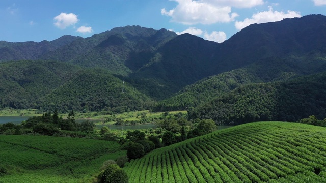 航拍大茶厂视频素材