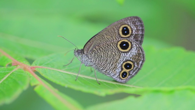 蝴蝶(Ypthima multistriata)视频素材