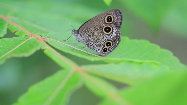 蝴蝶(Ypthima multistriata)视频素材