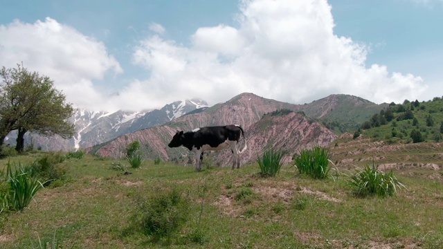 牛凝视着山腰和风景的全景视频素材