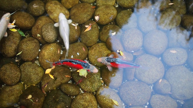 人工池塘里游着五颜六色的锦鲤视频素材