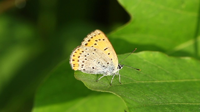 雷维丁的蓝蝶(银纹Plebejus argyrognomon)视频素材