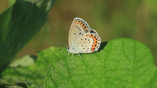 雷维丁的蓝蝶(银纹Plebejus argyrognomon)视频素材