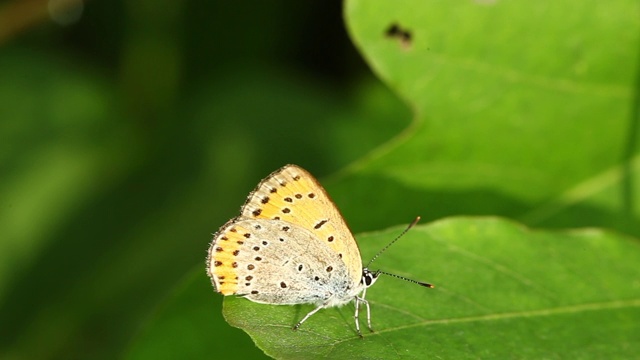 雷维丁的蓝蝶(银纹Plebejus argyrognomon)视频素材