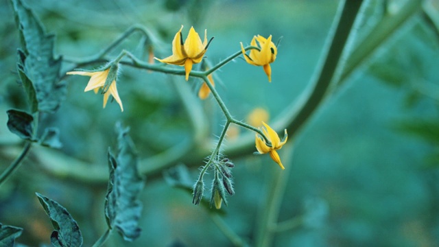 蕃茄花在枝上靠近。视频素材