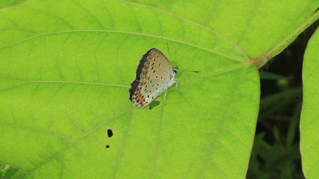 雷维丁的蓝蝶(银纹Plebejus argyrognomon)视频素材