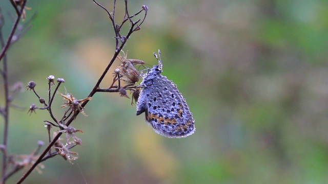 雷维丁的蓝蝶(银纹Plebejus argyrognomon)视频素材