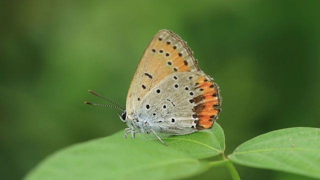 雷维丁的蓝蝶(银纹Plebejus argyrognomon)视频素材