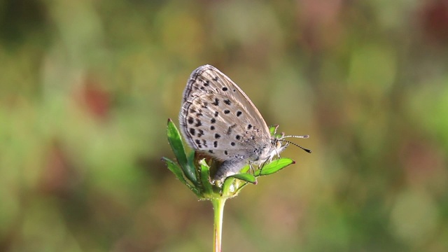 雷维丁的蓝蝶(银纹Plebejus argyrognomon)视频素材