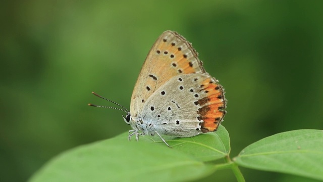 雷维丁的蓝蝶(银纹Plebejus argyrognomon)视频素材