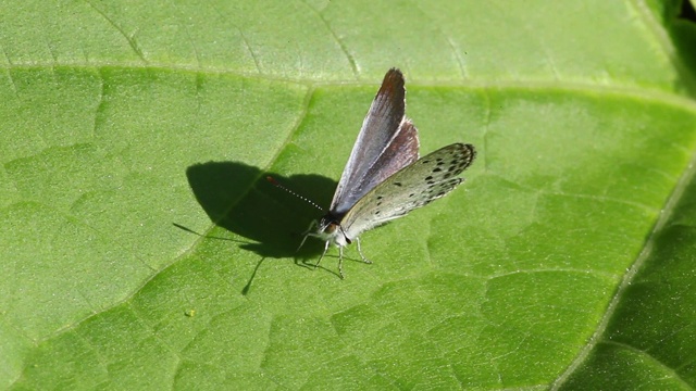 雷维丁的蓝蝶(银纹Plebejus argyrognomon)视频素材