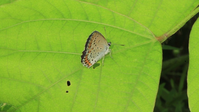 雷维丁的蓝蝶(银纹Plebejus argyrognomon)视频素材