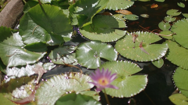 热带池塘花格林纳达花园，格林纳达，西印度群岛，加勒比，中美洲视频素材