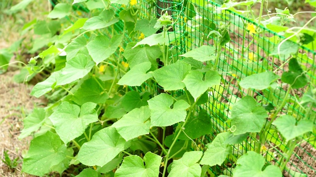 黄瓜叶、花圃中种植有机蔬菜。农业的农场视频素材