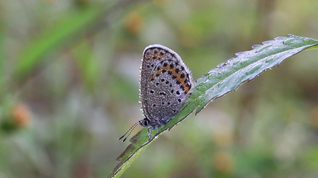 雷维丁的蓝蝶(银纹Plebejus argyrognomon)视频素材