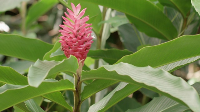 热带植物，圣玫瑰苗圃热带花园，格林纳达，西印度群岛，加勒比，中美洲视频素材