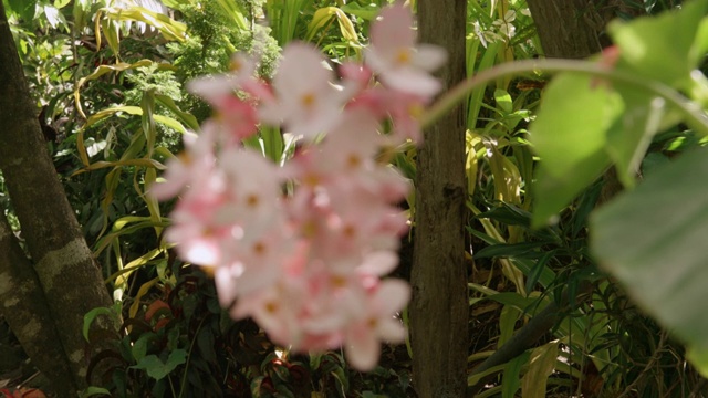 热带植物，圣玫瑰苗圃热带花园，格林纳达，西印度群岛，加勒比，中美洲视频素材