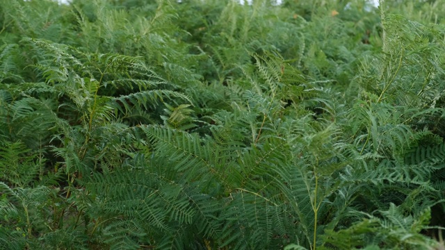 森林中的蕨类叶子。绿色、自然、平和的植物背景。视频素材